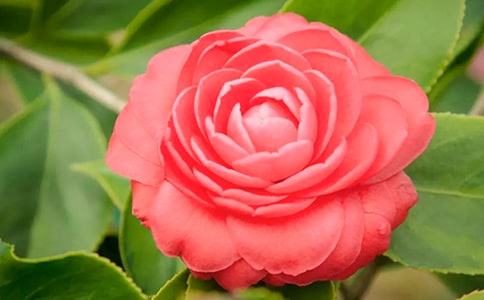 �P(gu��n)��ɽ�軨������500��3ƪ