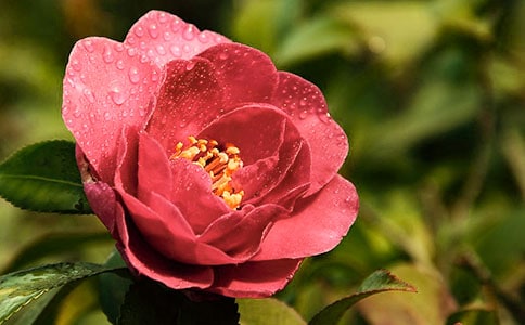 ɽ�軨�^����ӛ