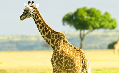 �L�i¹�Ĳ�������