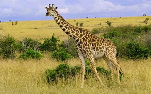 �L�i¹������g�̰�