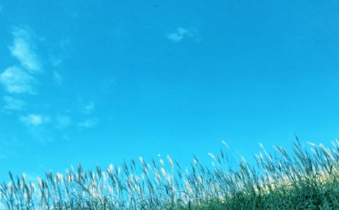 春風又綠江南岸散文