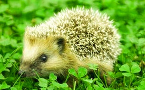 小刺猬摘果子優(yōu)秀童話作文