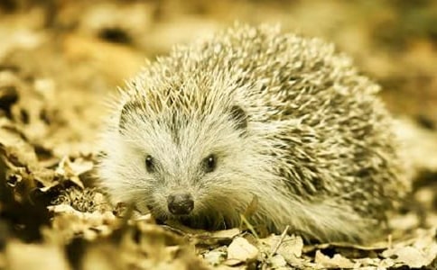 小刺猬童話作文