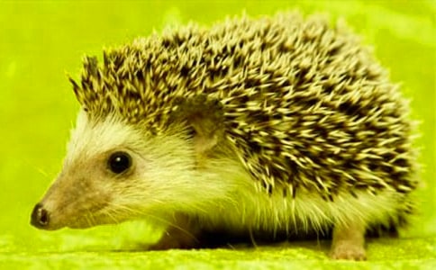 �P(gu��n)��С��⬵�ͯԒ����