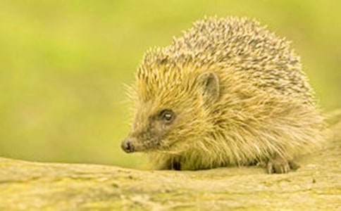 �����Ļ�؈�ʹ��ͯԒ���ģ����x21ƪ��