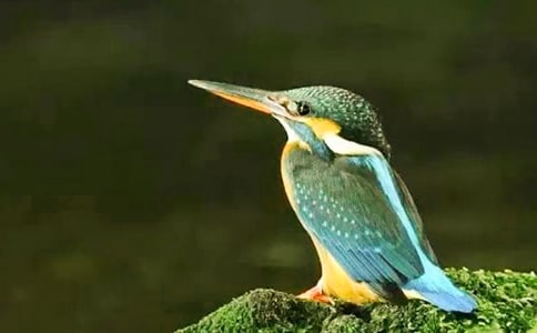 《翠鳥》教學設計之三