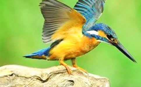 �����B(ni��o)���̰���ͨ��7ƪ��