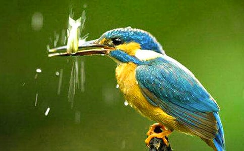 翠鳥(niǎo)教學(xué)設(shè)計(jì)