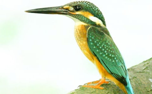 ���B(ni��o)����