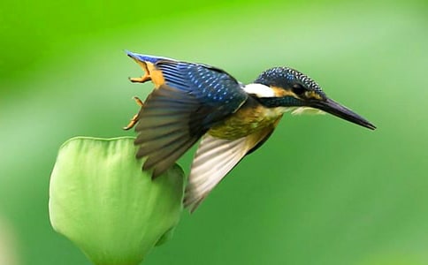 仿照《翠鳥》寫一種鳥啄木鳥作文(精選60篇)