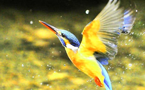 關(guān)于《翠鳥(niǎo)》的優(yōu)秀教案設(shè)計(jì)