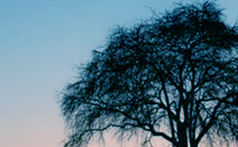 啄木鳥和大樹童話作文(精選23篇)