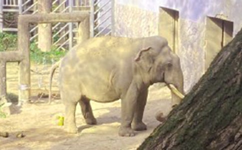 大象的傳說(shuō)