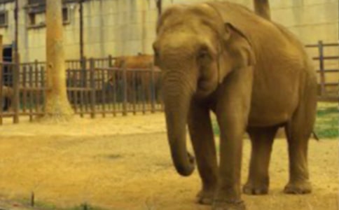 ������L(zh��ng)����