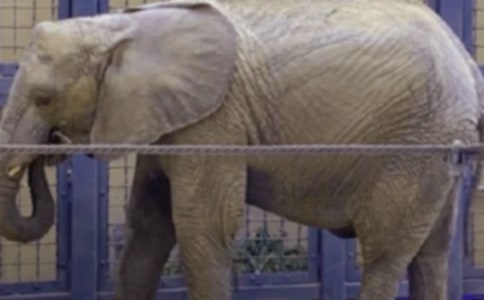 大象和老鼠童話作文