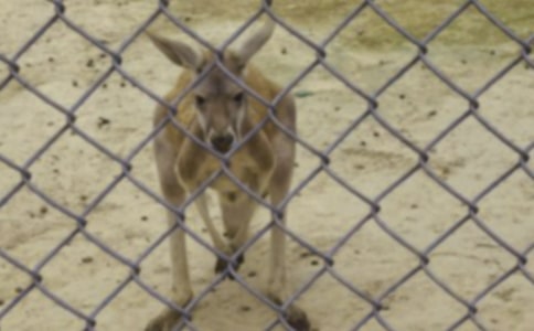 �����󋌋���С���w���̰�