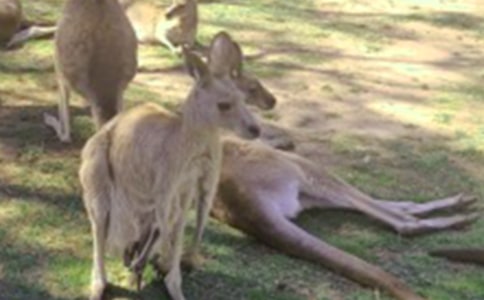 ���������С����̰�