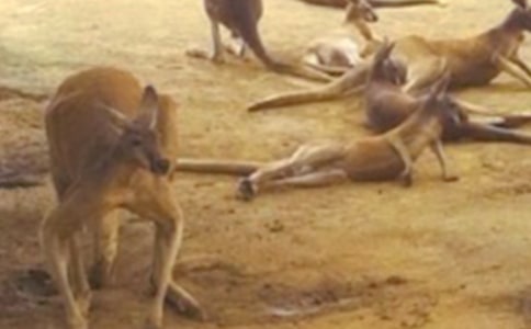 拓展項(xiàng)目:袋鼠運(yùn)瓜