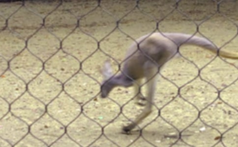 �׃��а��w���Α�̰���С���������ӡ�