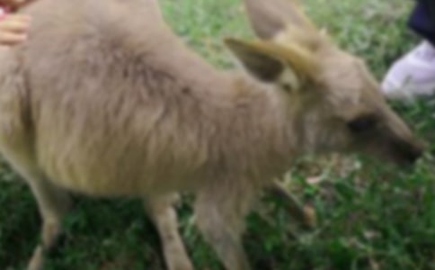 袋鼠跳比賽作文