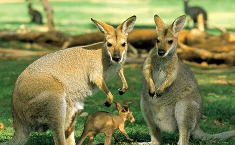 袋鼠的啟示作文