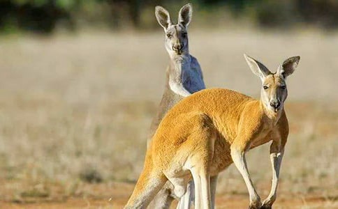 ����w�������󌚌��\(y��n)Ƥ�򡷽̰�