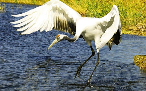 《美麗的丹頂鶴》教學(xué)反思