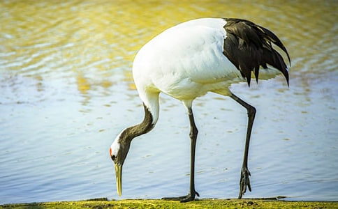 游丹頂鶴自然保護(hù)區(qū)