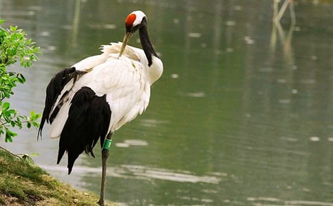 美麗的丹頂鶴作文