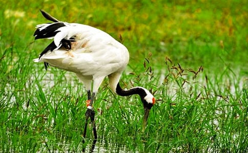 美麗的丹頂鶴教案