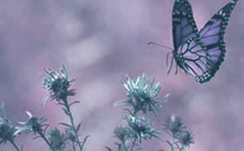 觀察動植物作文(通用22篇)