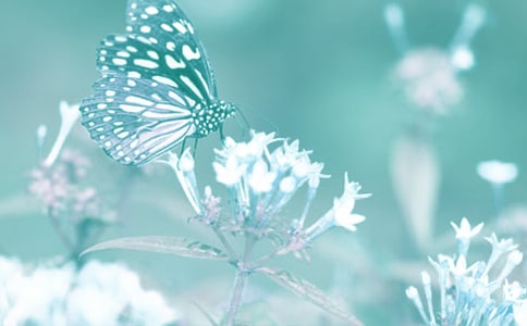 觀察動植物日記(通用57篇)