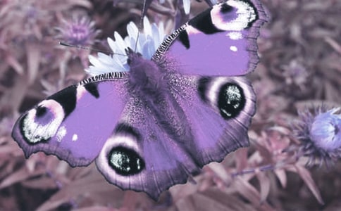 觀察動(dòng)植物作文