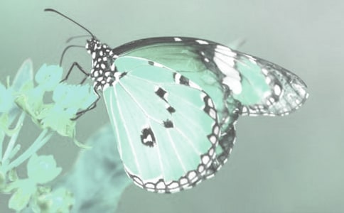 �^����ӛ��(d��ng)ֲ��