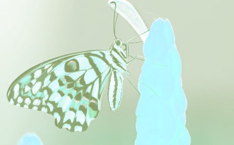 觀察動(dòng)植物作文15篇