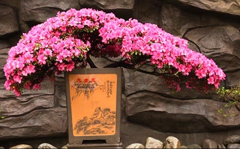 �茑(xi��)���N��������Ƭ��