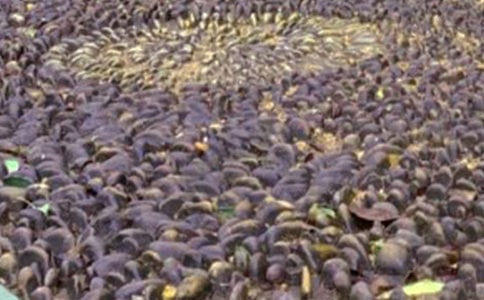 �P���Z��ʯ������