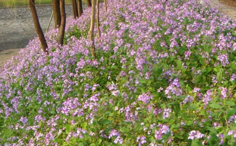 �����mɢ��