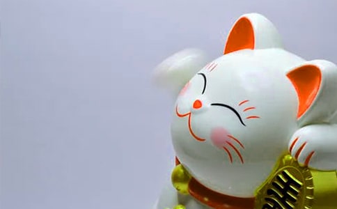 發(fā)財樹觀察日記(9篇)