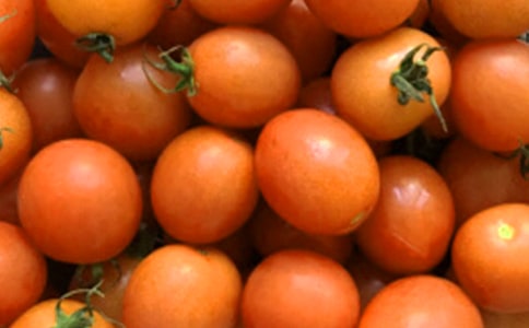 小番茄觀(guān)察日記(通用12篇)