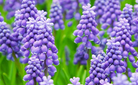 �L(f��ng)���ӵ��{ɫ��(y��u)������