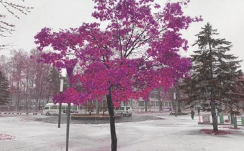 ����r(sh��)���һ���L(f��ng)ѩɢ��