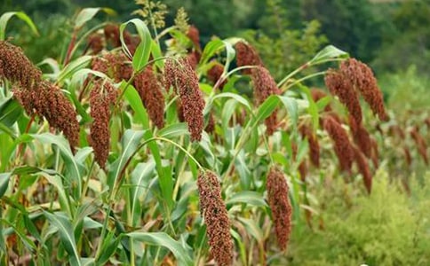 ӛ����̎������ɢ��