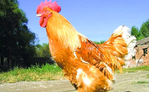 ���u������ͯԒ���ģ�ͨ��21ƪ��