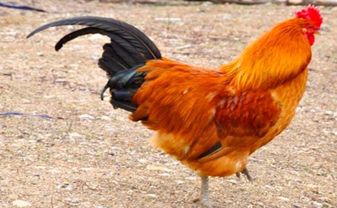 С�ú�С���u�^������