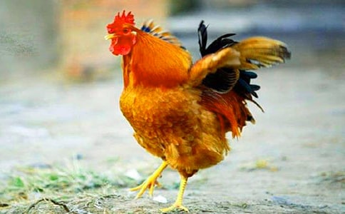 ���u����ӛ9ƪ