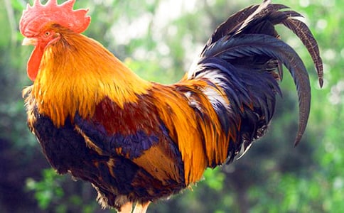 ����С���u-ͯԒ����