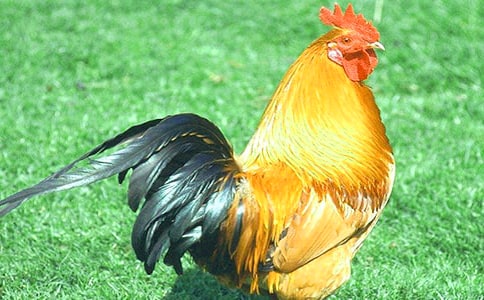 һȺ���u,�����Q�Q��(��һ����)