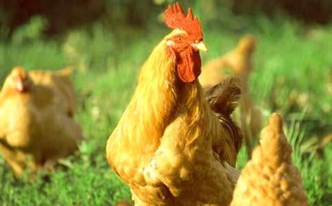 ���Ĵ��uͯԒ����