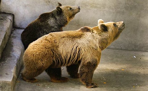 大班活動(dòng):狗熊分餅